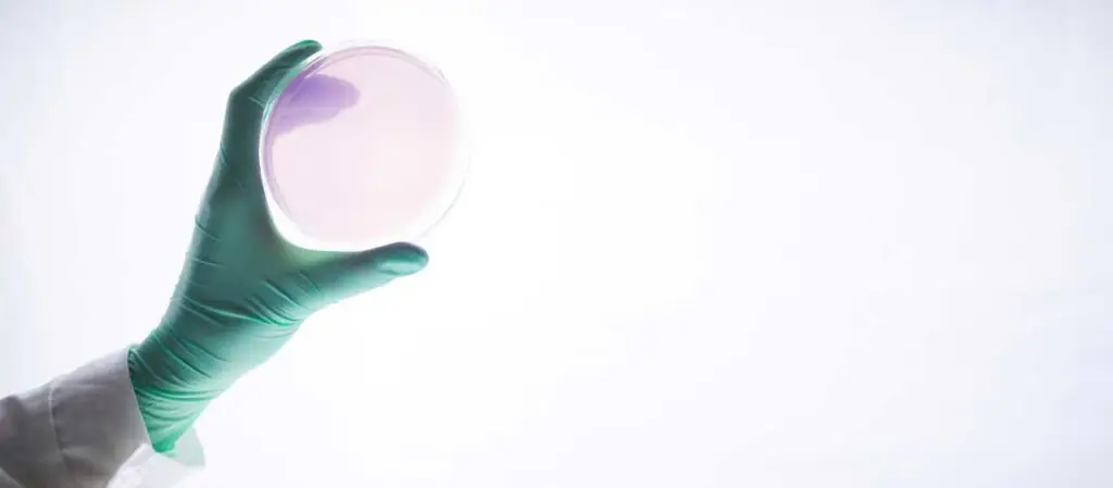 Hand in Gummihandschuh hält Petrischale hoch.