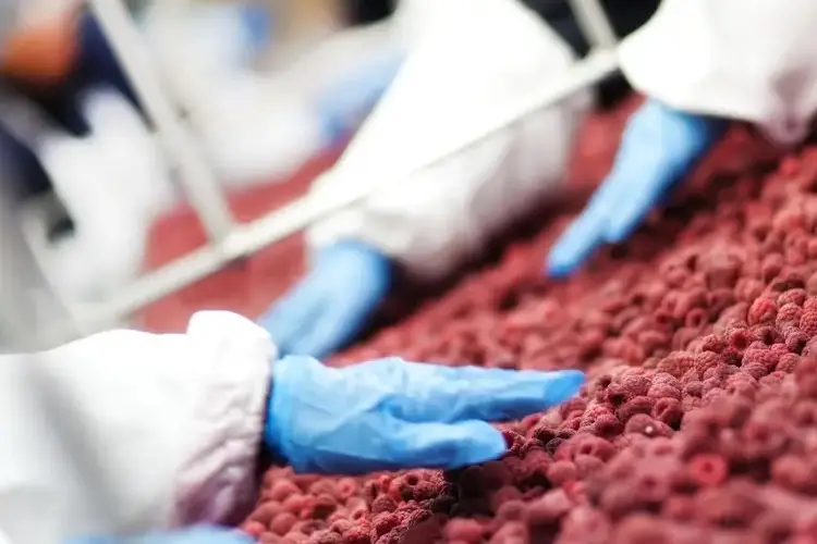 Hände in Gummihandschuhen untersuchen Himbeeren.