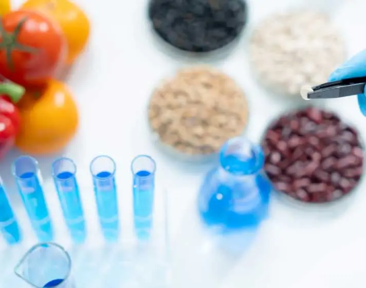 Hand in Gummihandschuh hält Pinsette mit Hülsenfrucht, in Laborumgebung